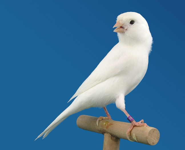 CANARIO-BLANCO