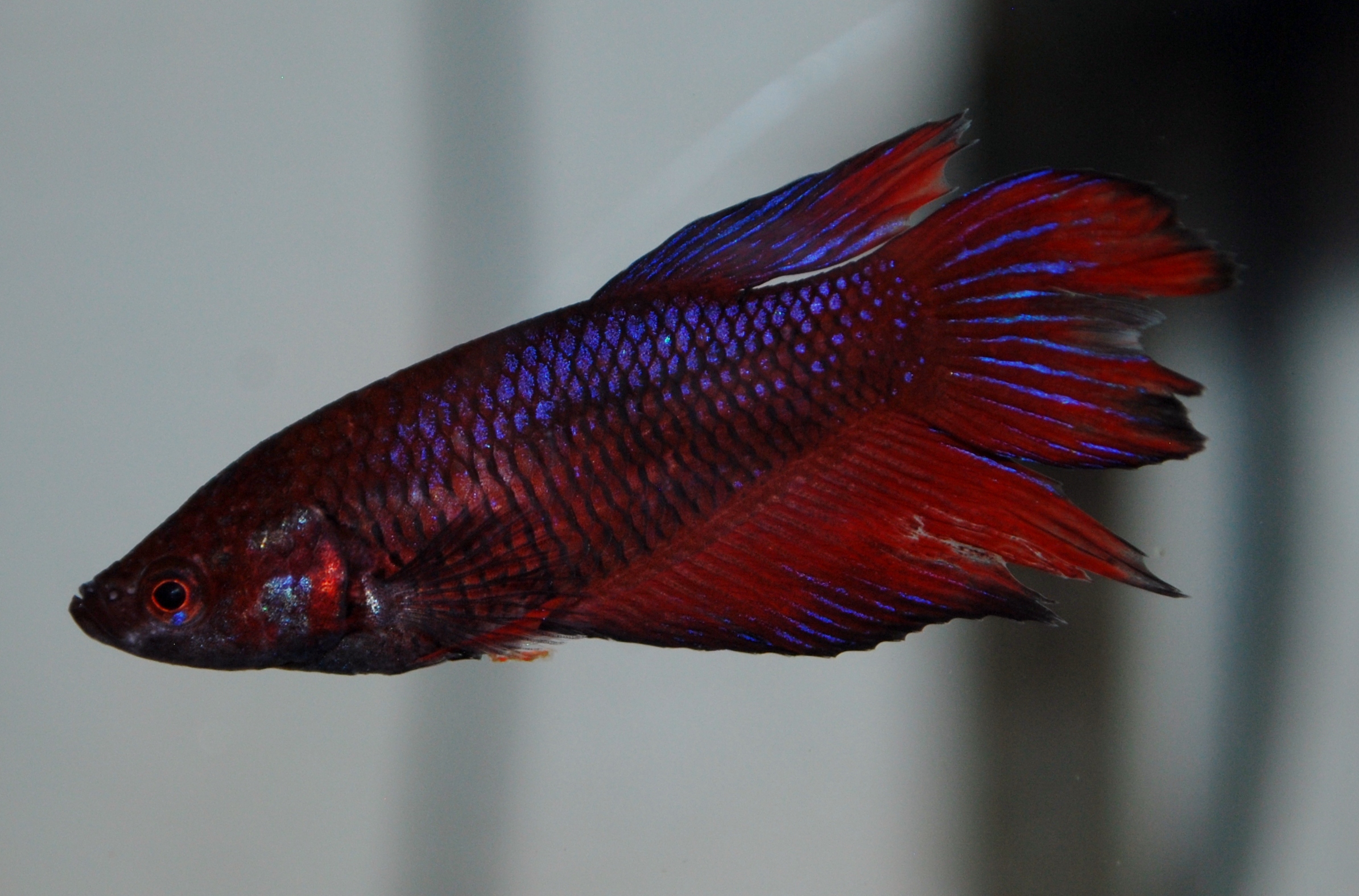 astronotos-ocellatus