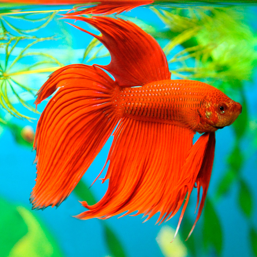 astronotos-ocellatus