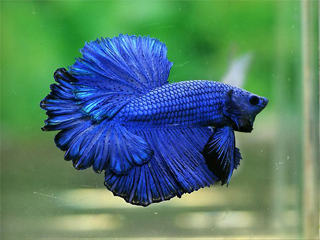 astronotos-ocellatus