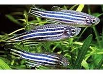 astronotos-ocellatus