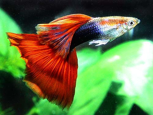 astronotos-ocellatus