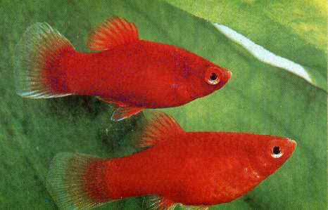 astronotos-ocellatus