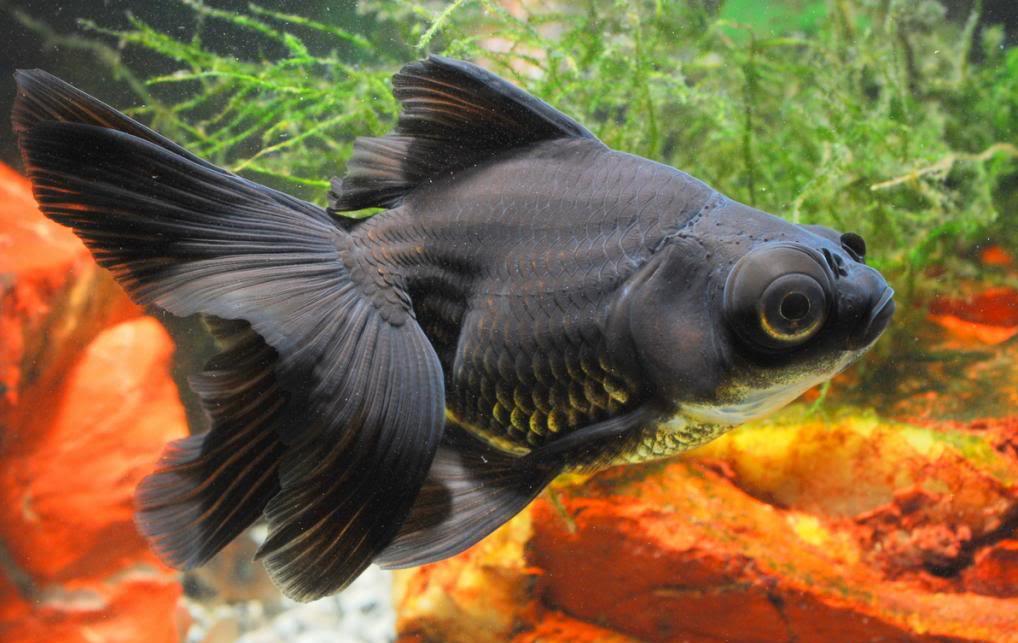 CARASSIUS-TELESCOPICO